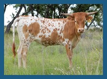 DBL-K DUNN RESPECTING heifer