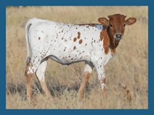 Dbl-K 811 x Night Safari's Son