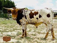 4C SAFARI’S WAR PAINT