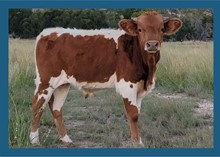 Dragonette steer 2021