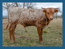 DBL-K DRAGONETTE bull