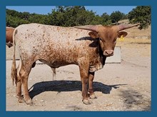 DBL-K DRAGONETTE x Jr bull