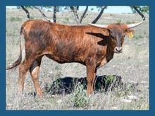 DBL-K HAPPY STREAK heifer
