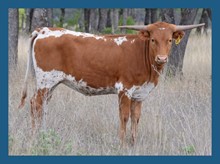 DBL-K HIGH TIDE heifer