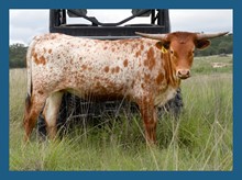 DBL-K HIGHNESS HEIFER