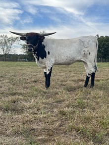 BNB She's A Lady
