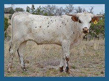 DBL-K JUMEE STEER