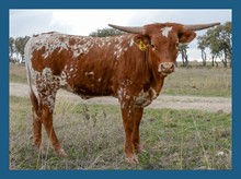 DBL-K LEAPER HEIFER