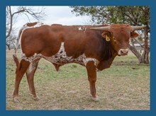 DBL-K OVERLOOK BULL