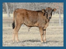 DBL-K Princess bull calf