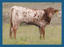 DBL-K SENAJUM HEIFER