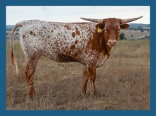 DBL-K SENAJUM HEIFER