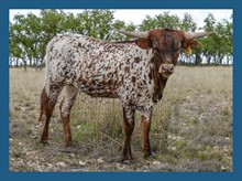 DBL-K TRIXIE HEIFER