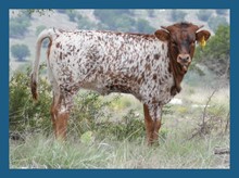 DBL-K TRIXIE HEIFER
