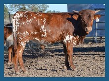 Dbl-K Trixie x Wheels Up steer