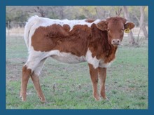 DBL-K WINNIN' RESPECT heifer