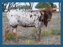 DBL-K WINNIE HEIFER