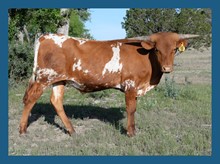 DBL-K RESPECTFULLY DUNN STEER