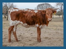 DBL-K HIGH TIDE heifer
