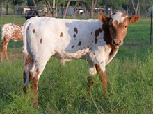 Dbl-K High Tide x Wheels Up steer