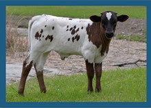 DBL-K SPICE STEER